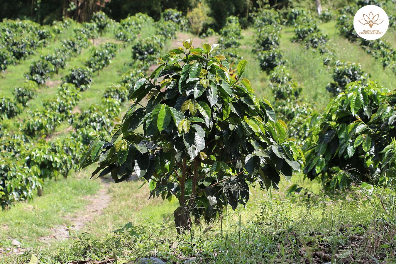 Helps coffee plants grow healthily during the rainy season
