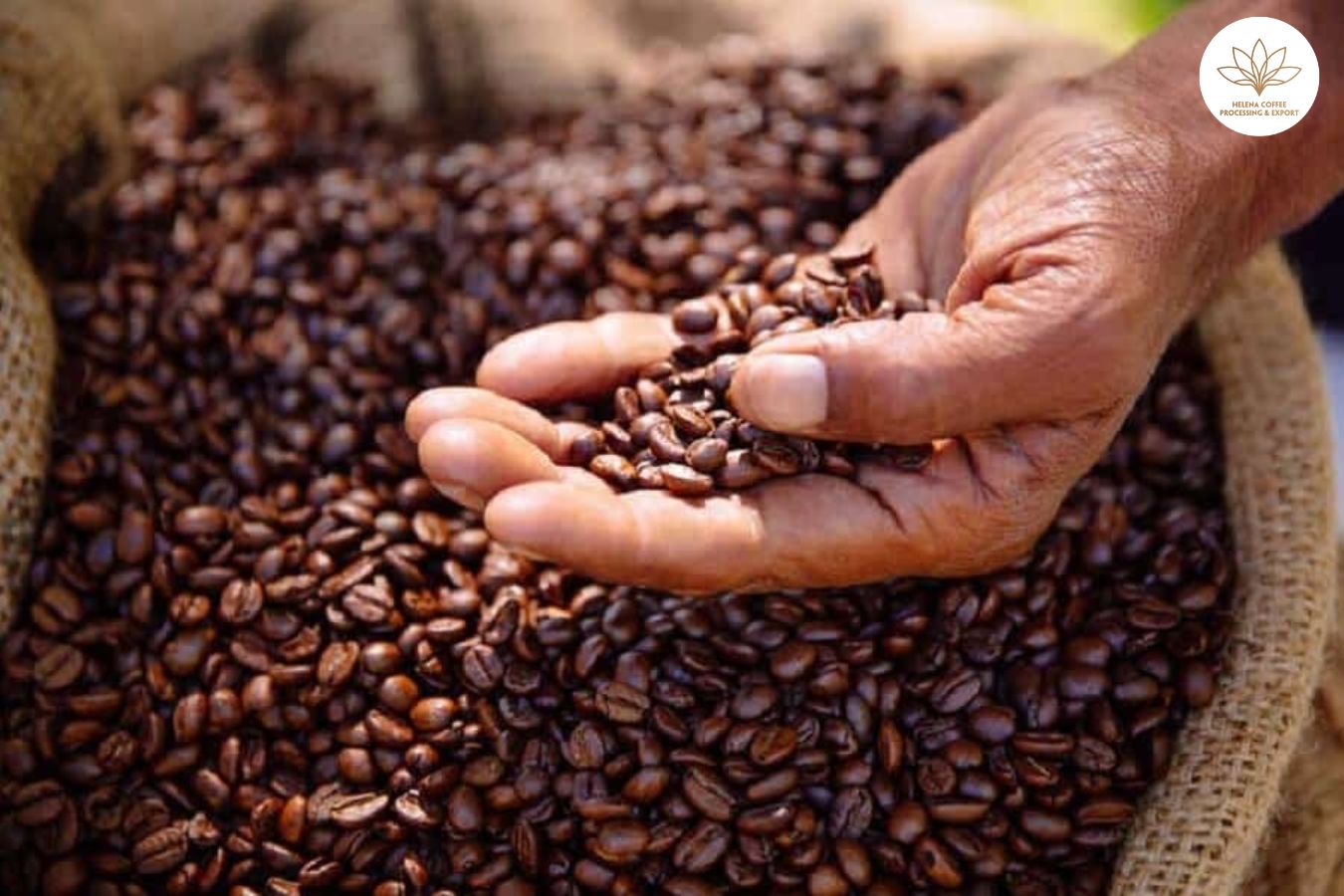 Honey Robusta Coffee Roasting Technique
