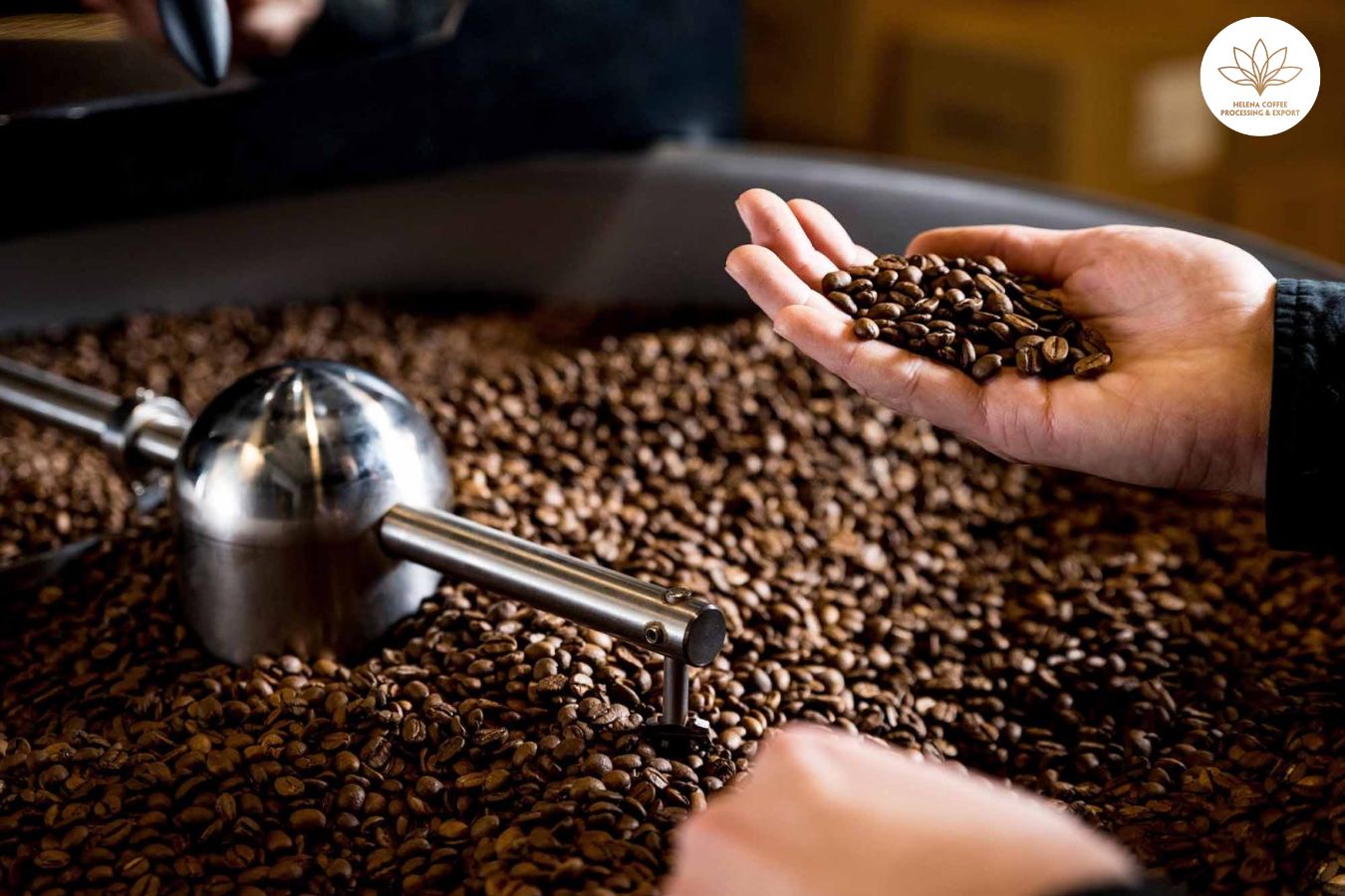 Honey Robusta Coffee Roasting Technique