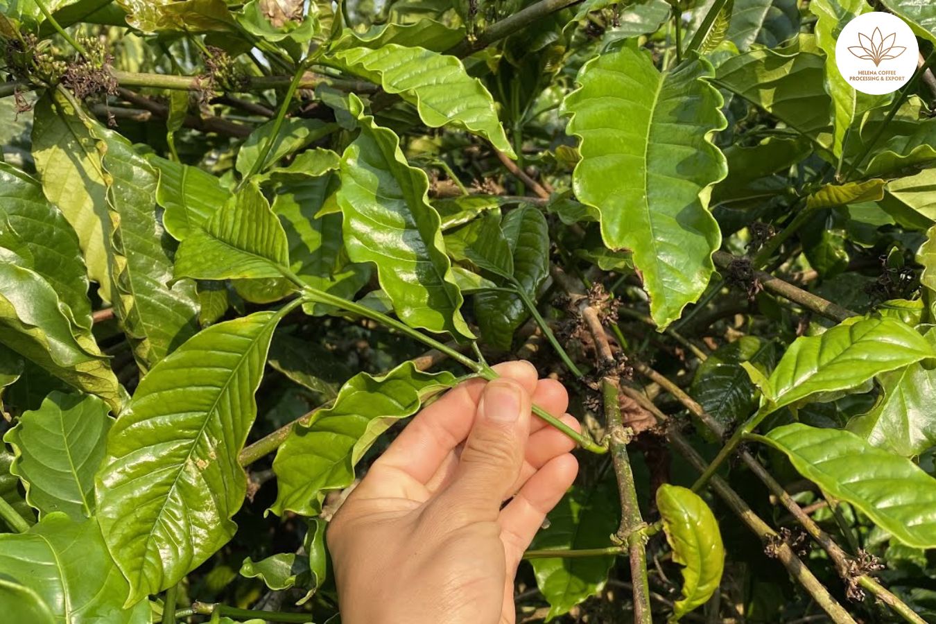 Overview of Coffee Plant Care and Growing Techniques