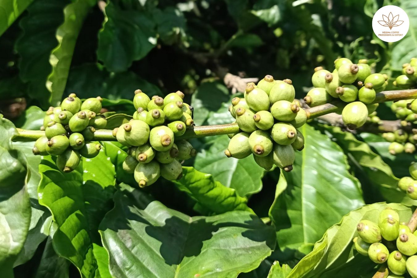 Overview of Coffee Plant Care and Growing Techniques