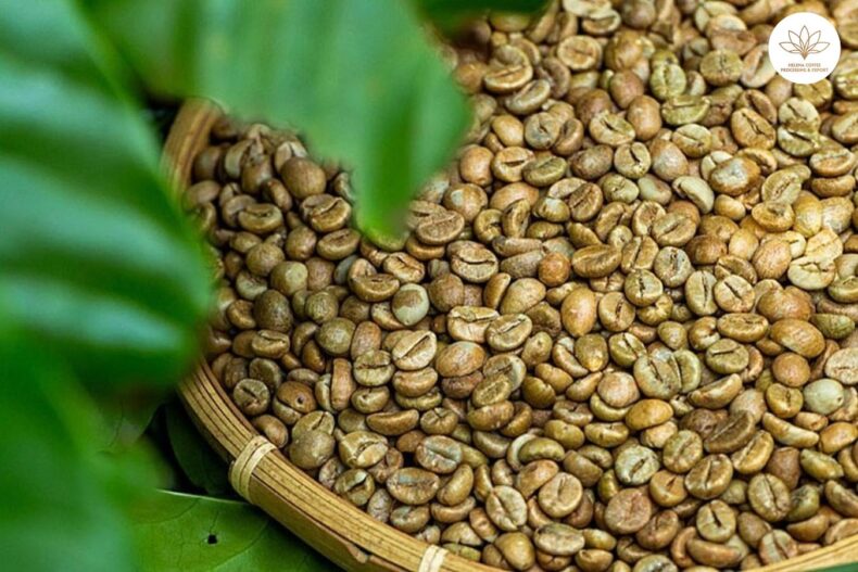 Robusta coffee beans wholesale