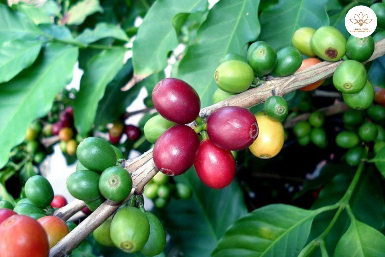The Phenomenon Of Fruit Loss On Coffee Trees