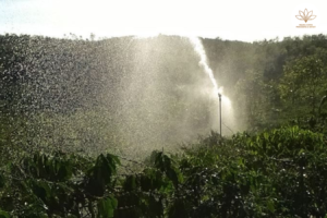 Watering techniques for coffee plants