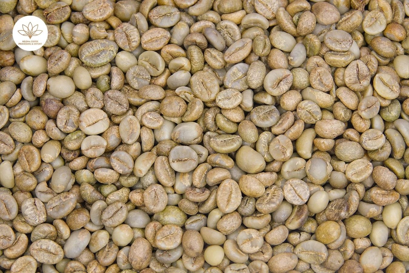organic coffee production