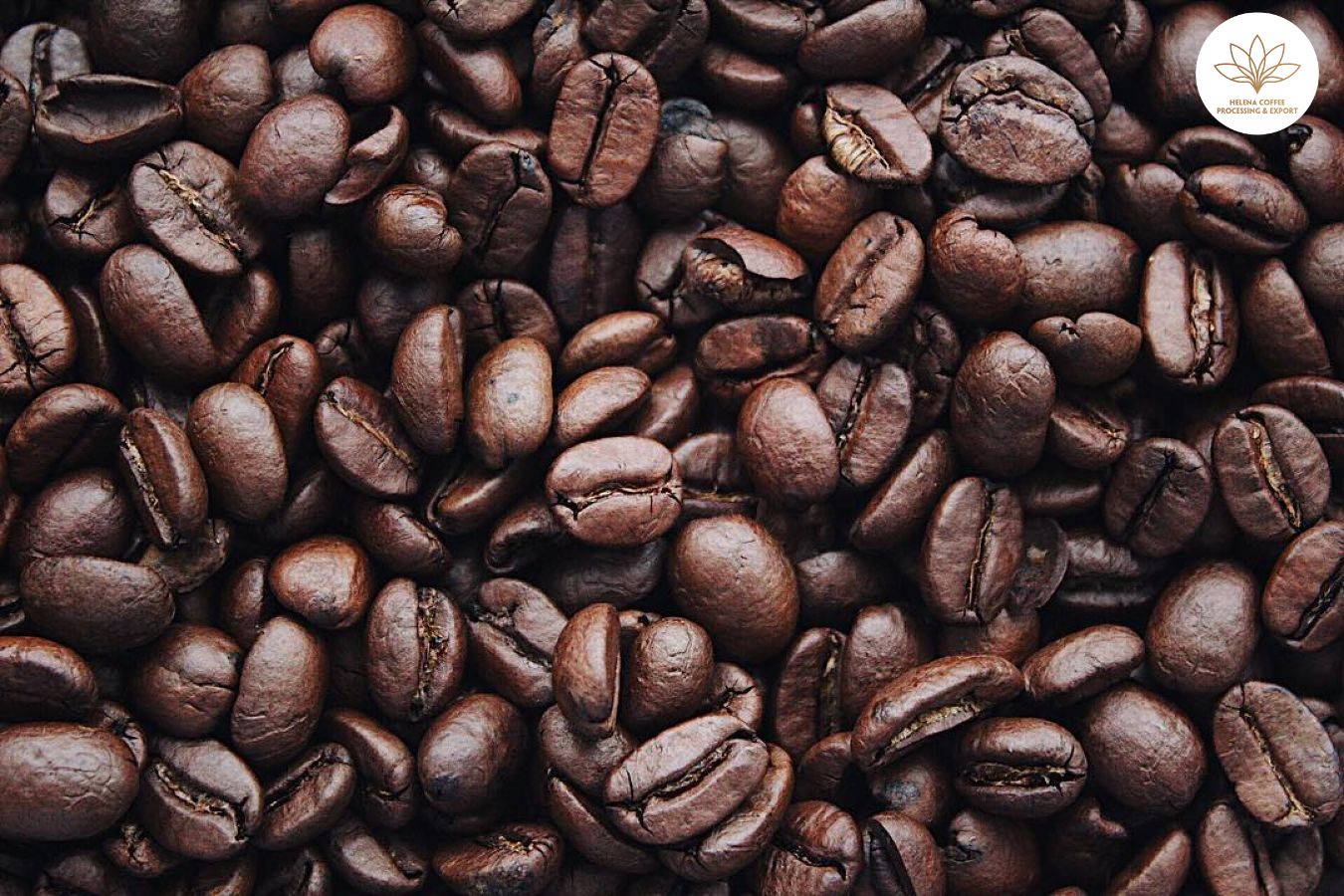 Wholesale Arabica Coffee Beans