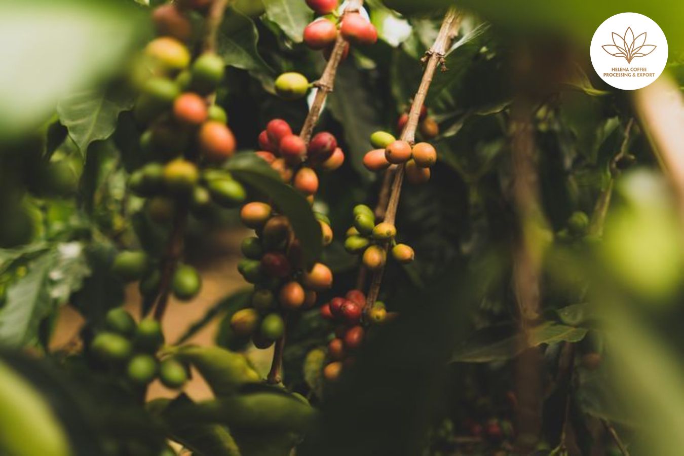 Capital Timing Affects Coffee Farmers