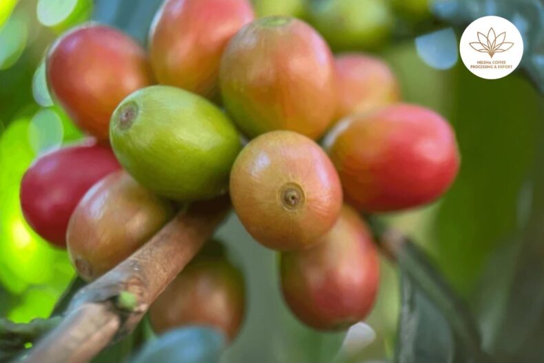 Specialty coffee in Liberia