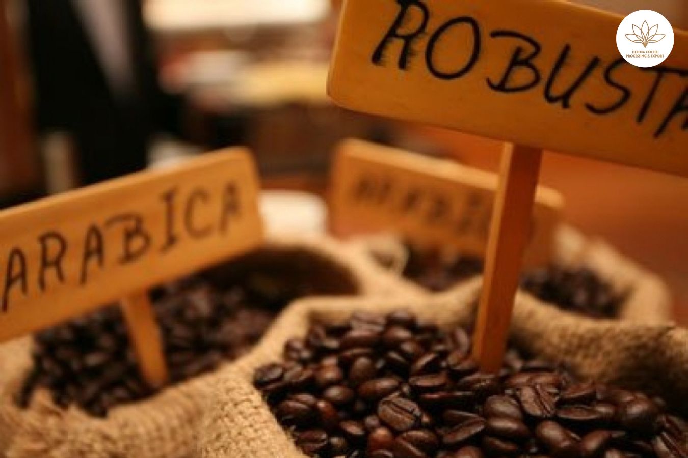 The difference between Robusta clean and other types of coffee