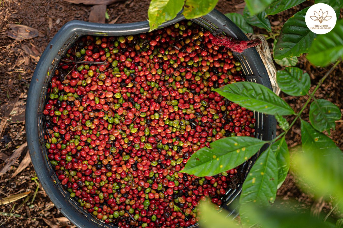 Top Robusta clean producing countries