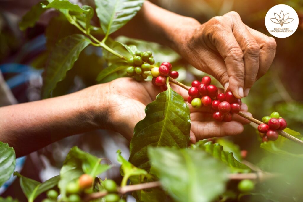 Kolombiya'daki Yerli Kahve Toplulukları