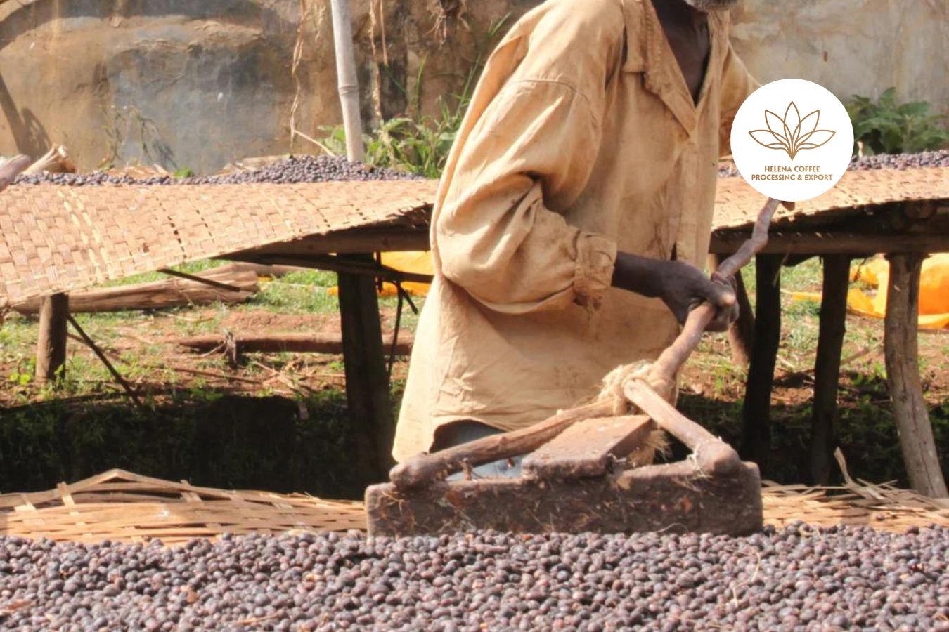 Jamaica Coffee Industry