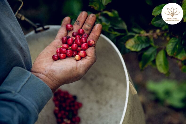 ideal areas for coffee cultivation