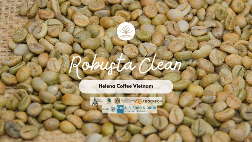 Blue Dragon beans – wet polished robusta S16 S18 from Helena Coffee Vietnam