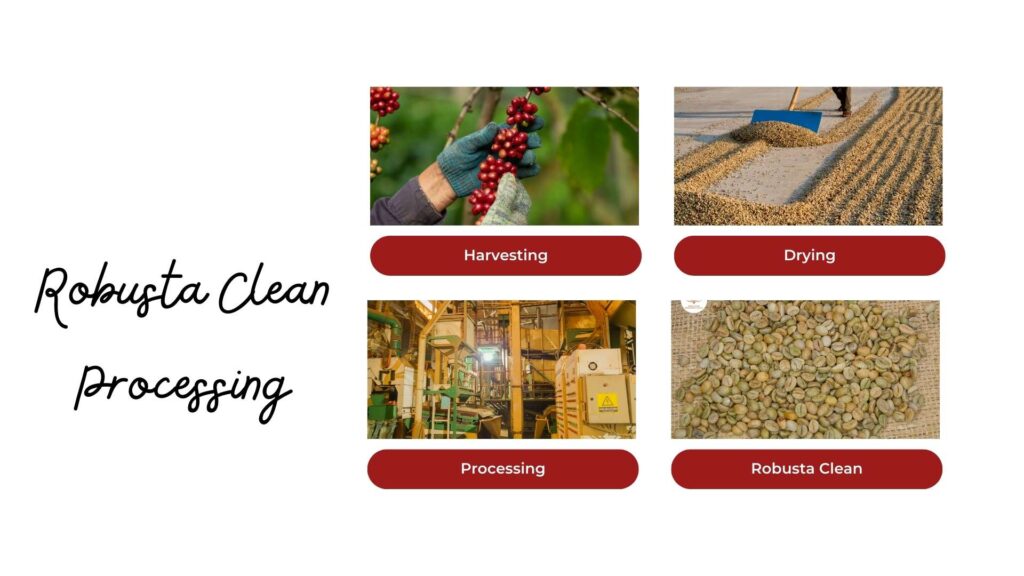 Robusta Clean processing steps: harvesting, drying and processing