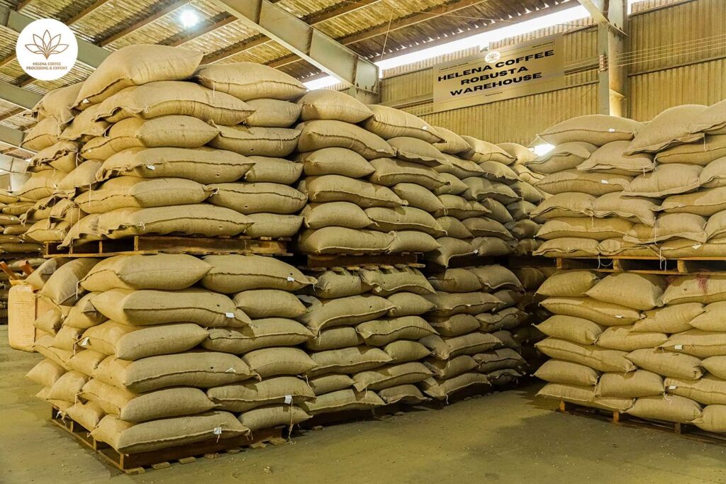 Stacked 60 kg jute bags of green coffee ready for export