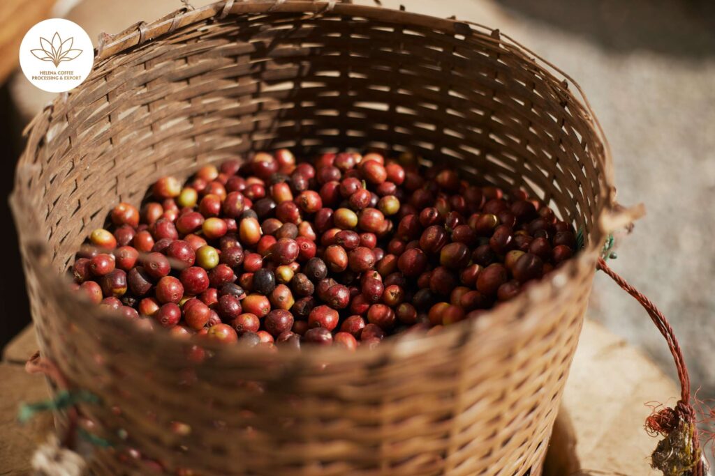 Helena Coffee Vietnam | Vietnam Coffee Manufacturer, Supplier & Exporter