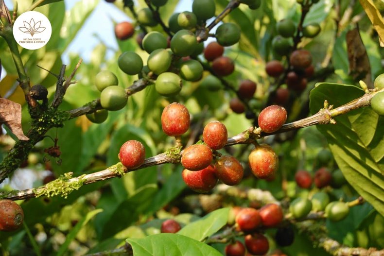 Coffea Liberica in the Trend of Processing Innovation