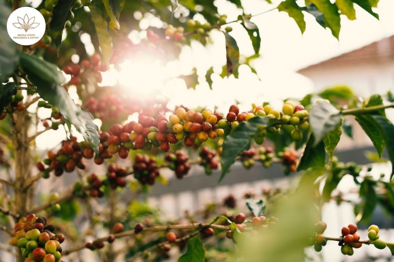 Coffee Origin in Modern Specialty Coffee Culture