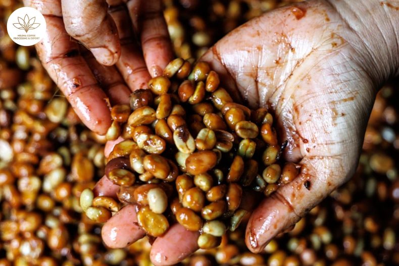 Infused and Co-Fermented Coffees Are Reshaping Specialty Coffee