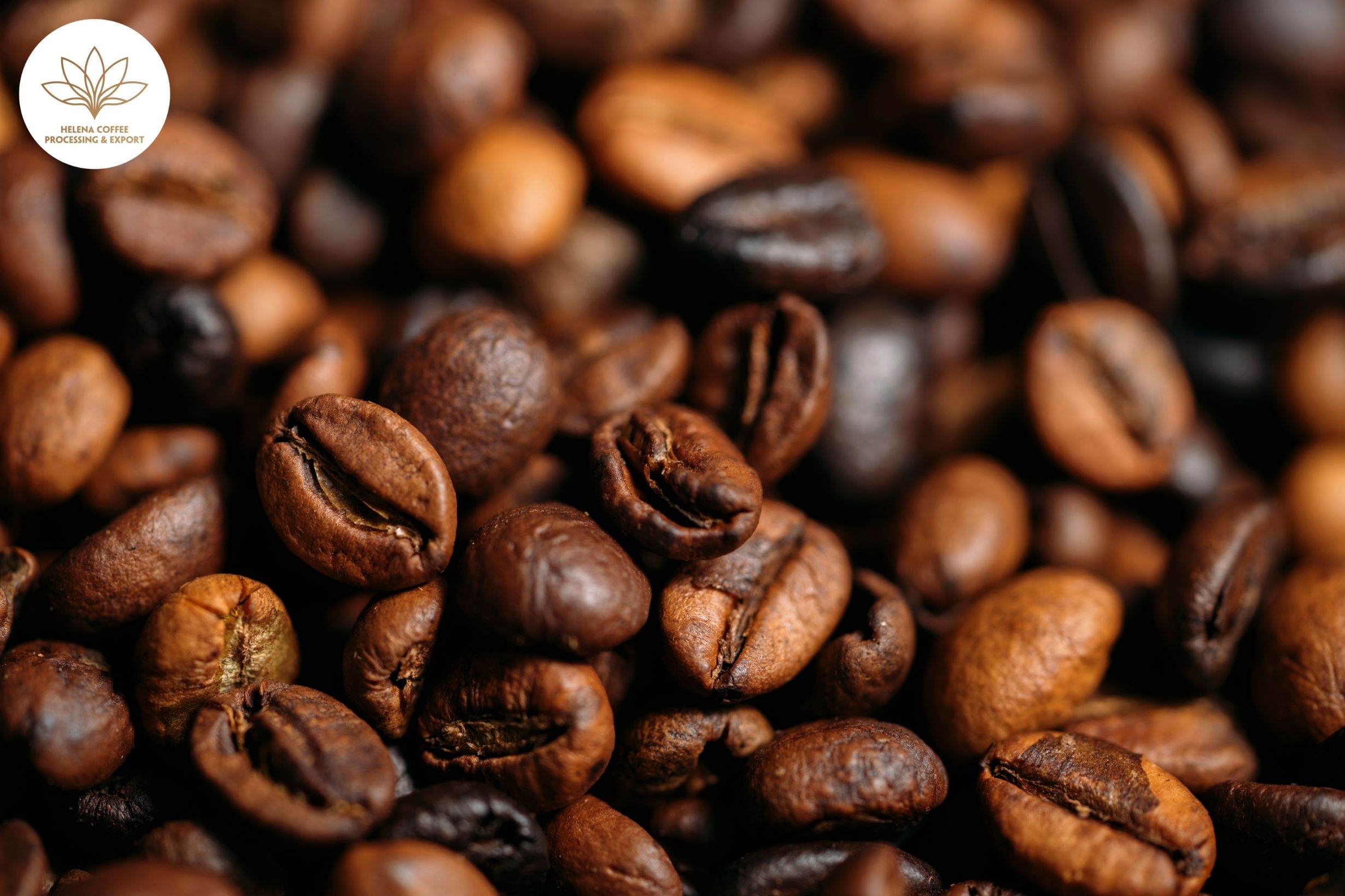 Vietnam Decaf Coffee Supplier