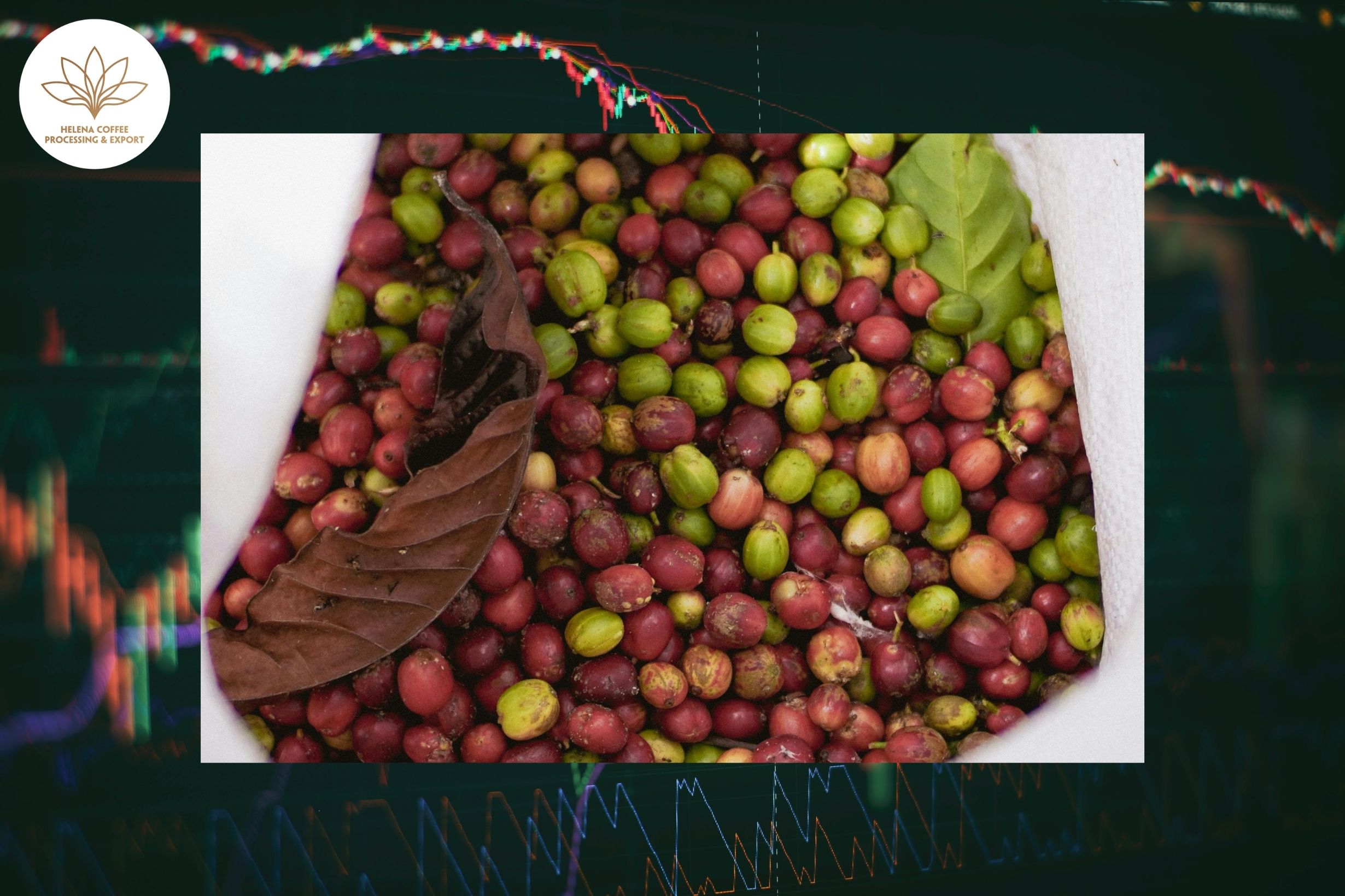 Coffee Prices Face Three Major Risks