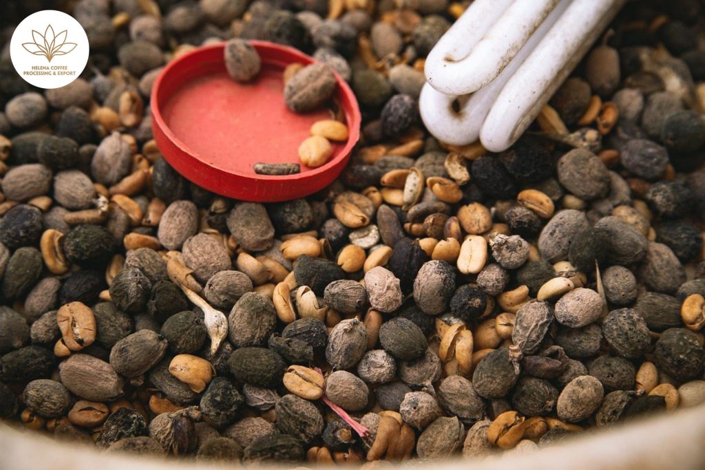 What Causes Green Coffee Defects