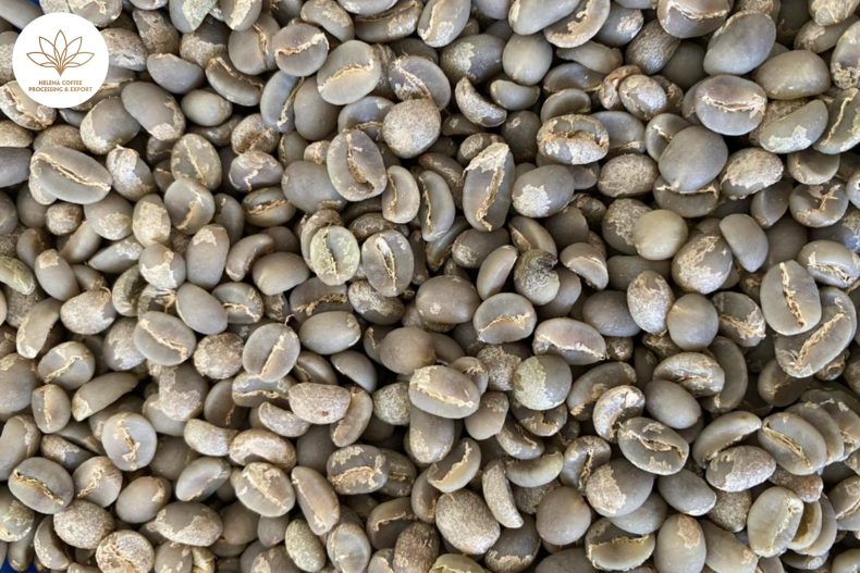 Why Is Moka Coffee Difficult to Grow