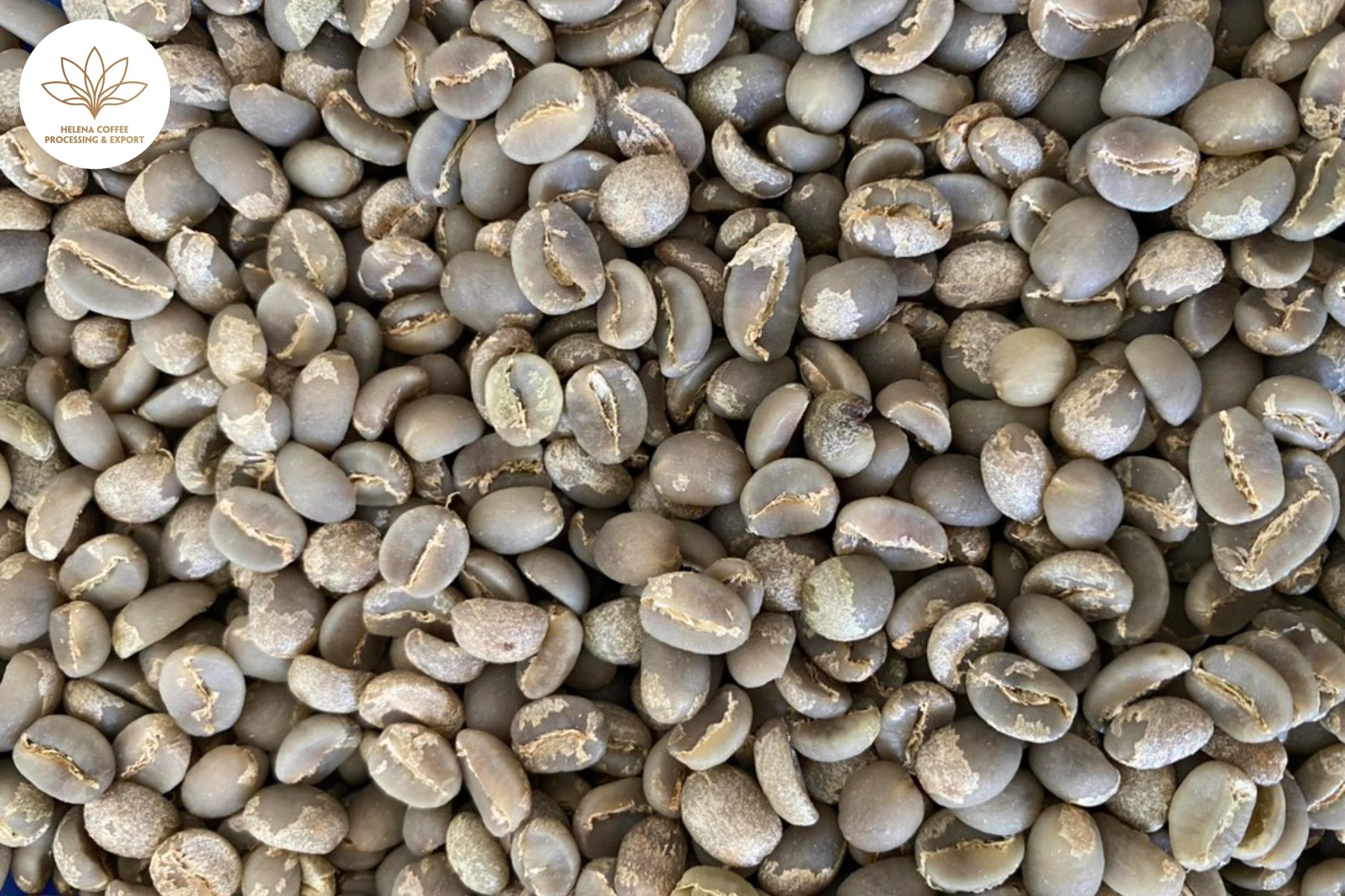 Why Is Moka Coffee Difficult to Grow