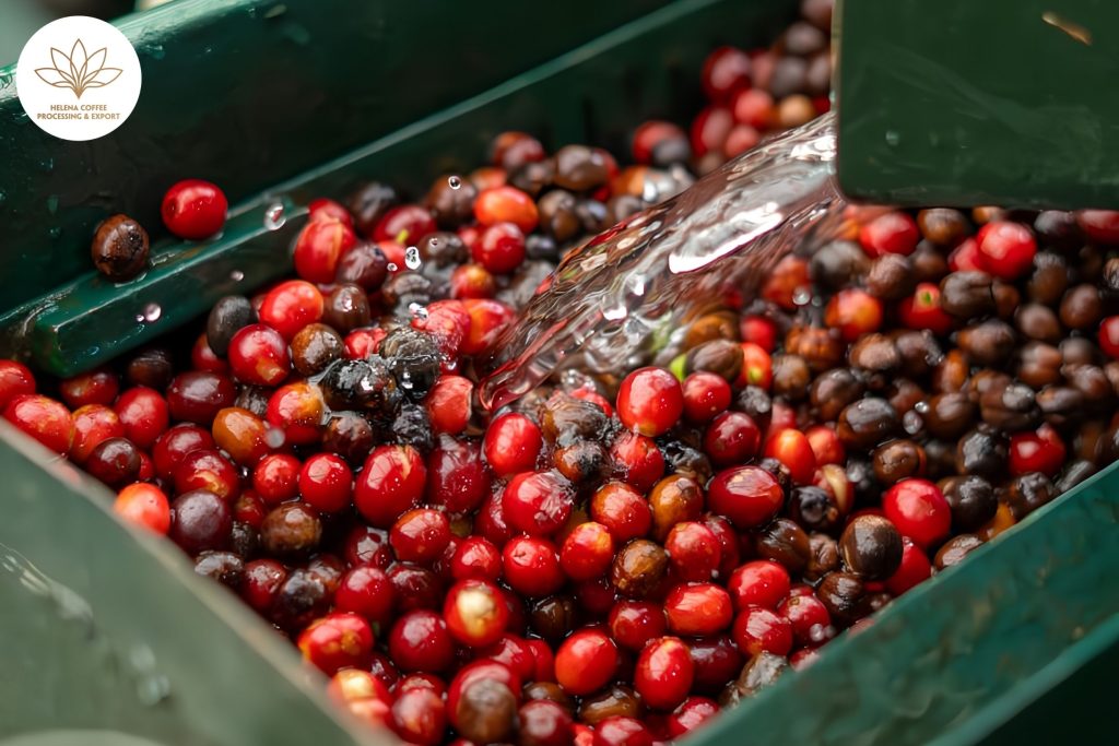 Why Washed Coffee Looks Greener Than Natural Coffee