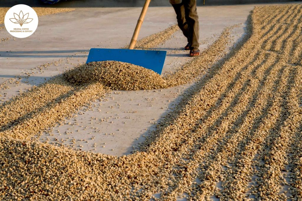 How Abscisic Acid (ABA) Shapes Coffee