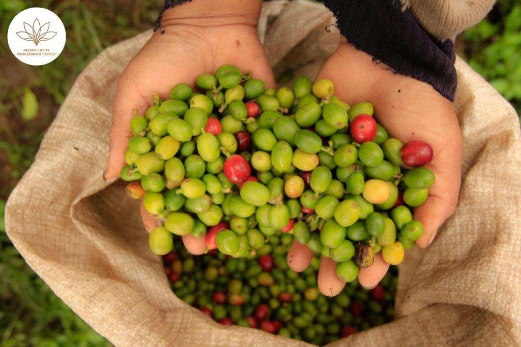 Understanding Ochratoxin A in Coffee