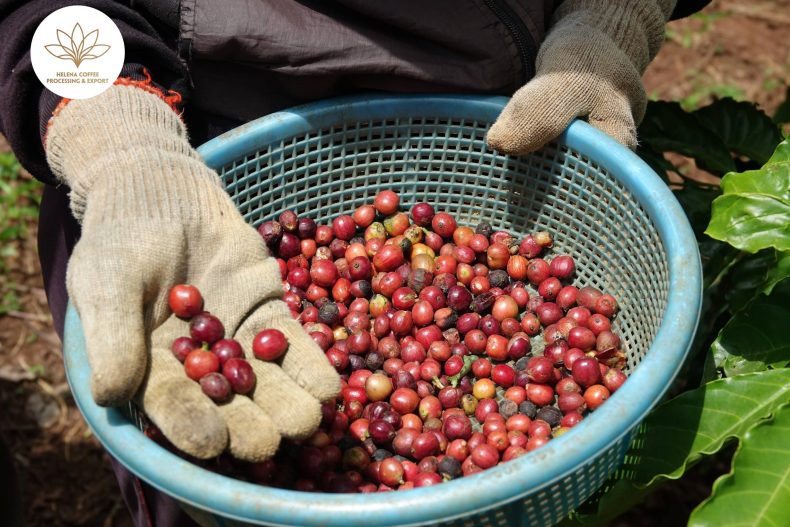 VIETNAM COFFEE IN THE ERA OF CLIMATE CHANGE