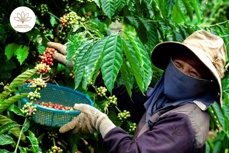 Coffee prices