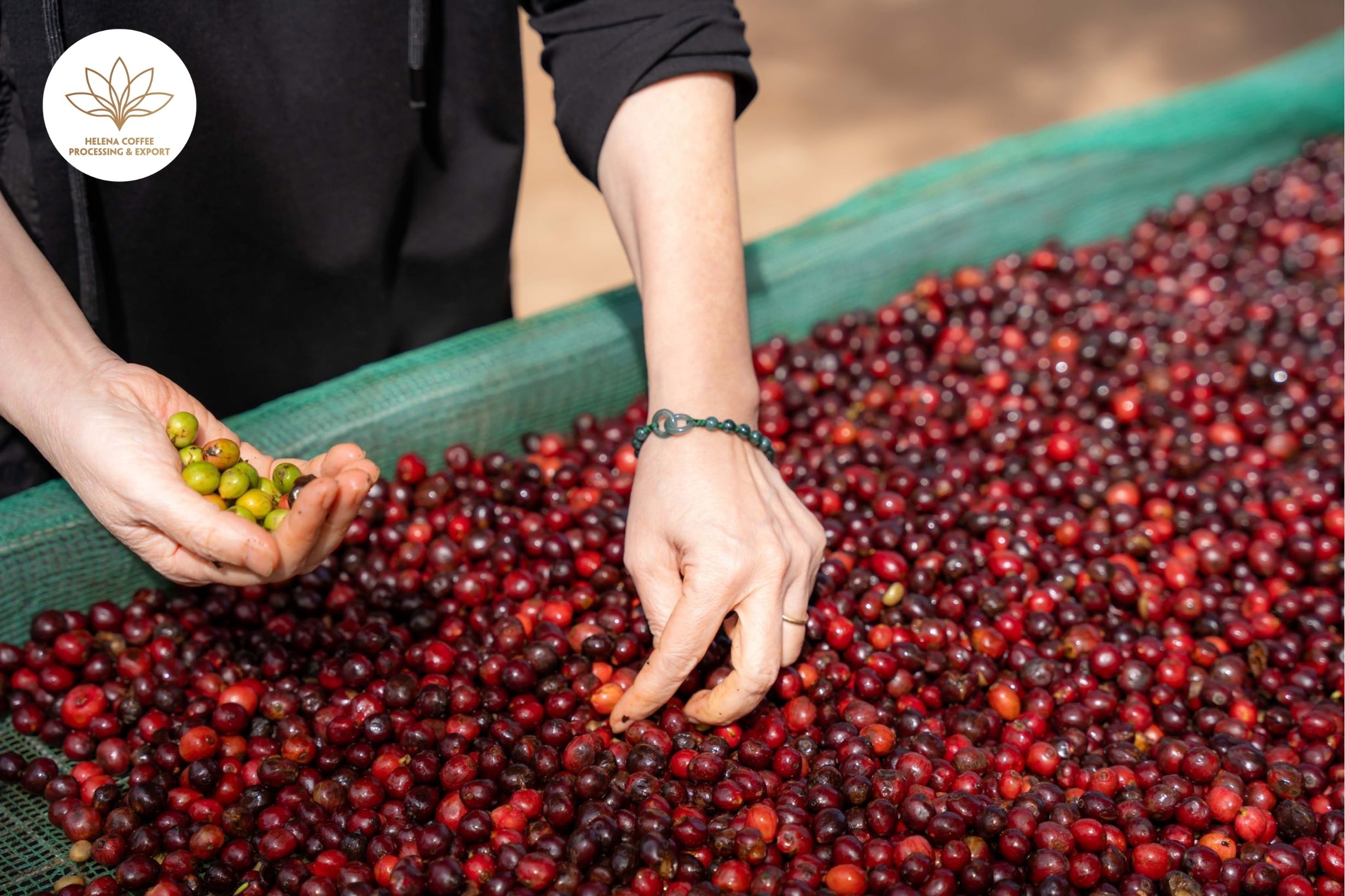 Vietnamese Robusta