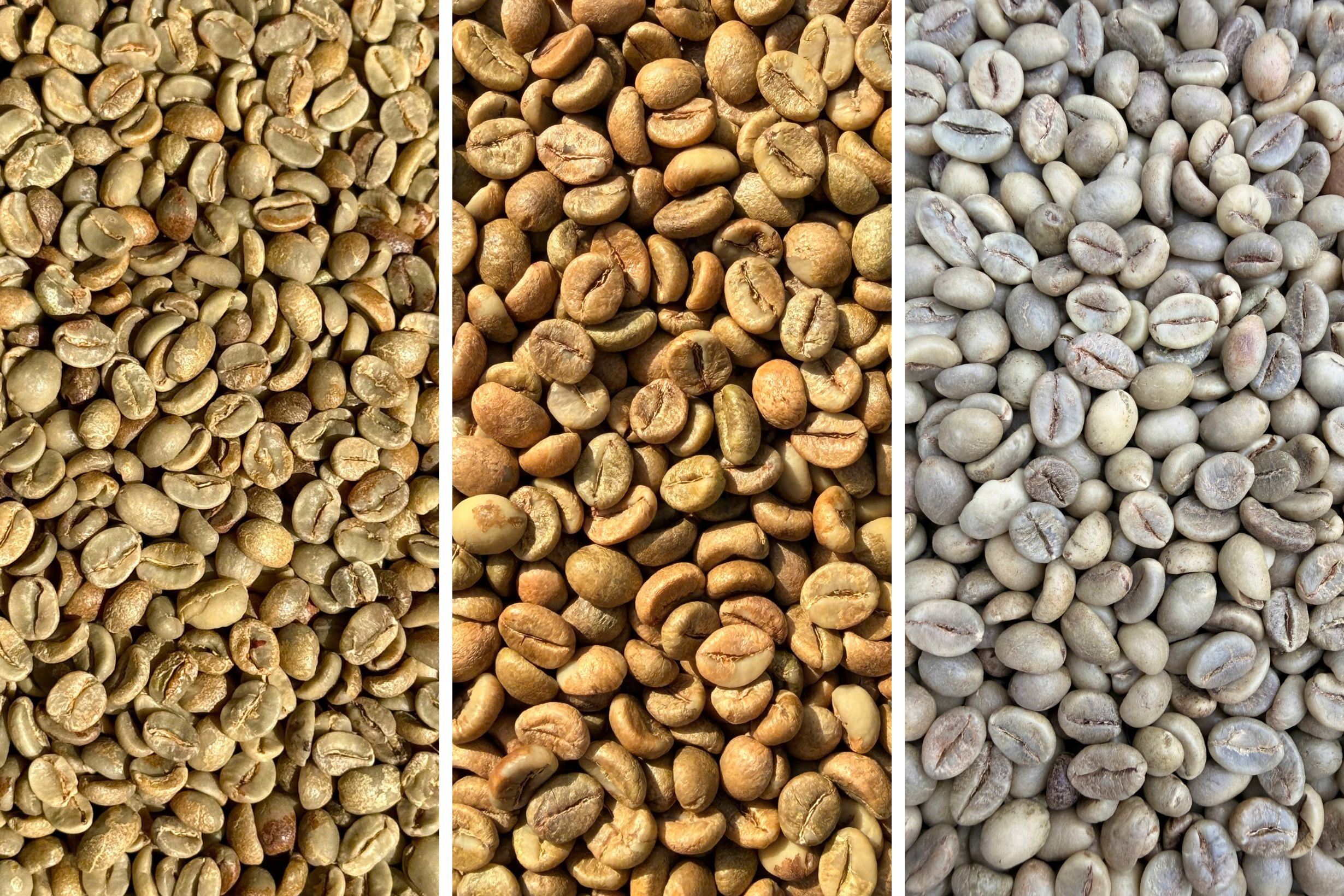 Vietnam’s Coffee Grading System
