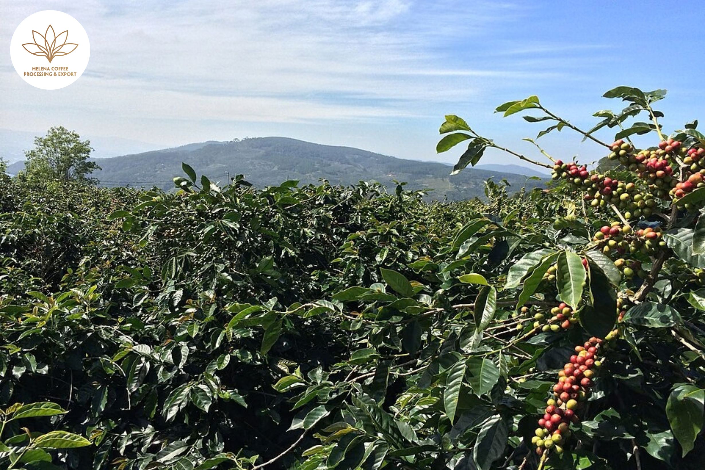 Coffee Tree Age