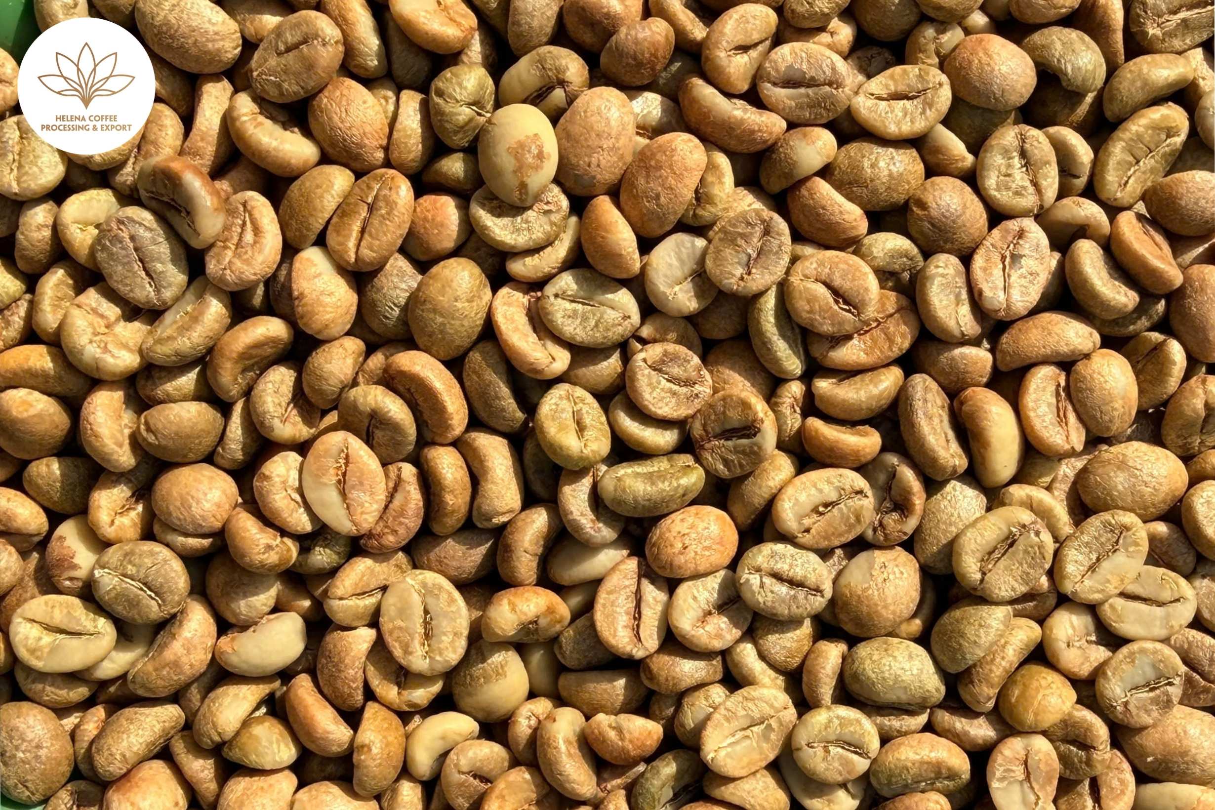 Vietnamese Robusta