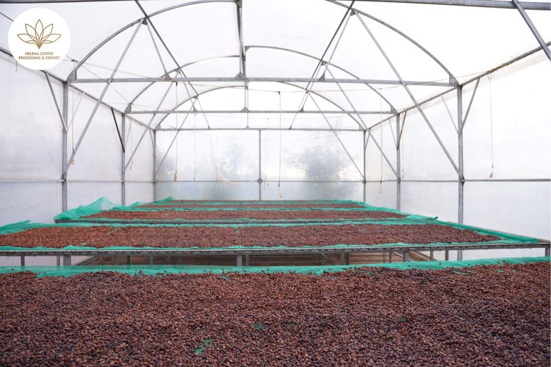 Vietnamese Robusta Coffee
