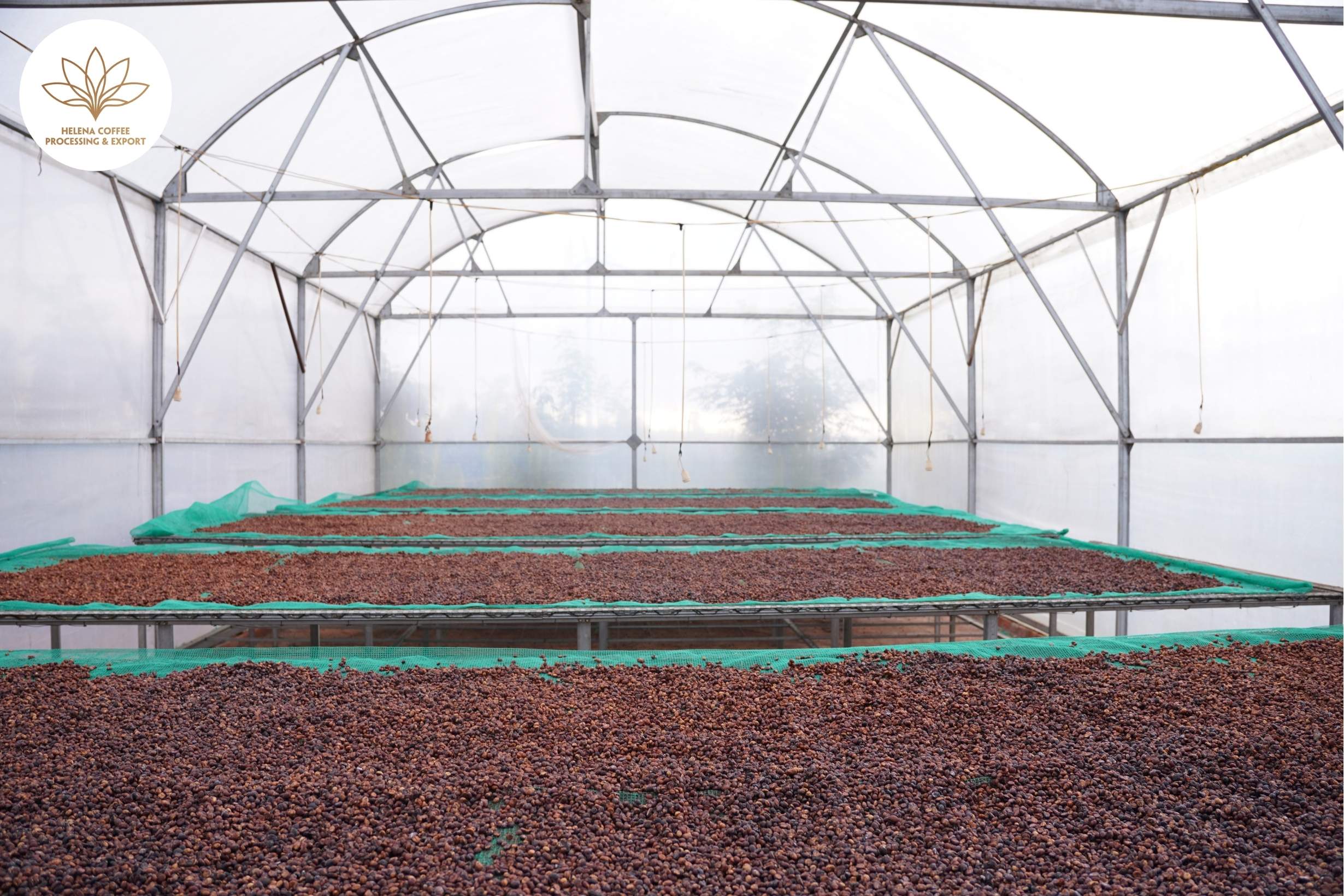 Vietnamese Robusta Coffee