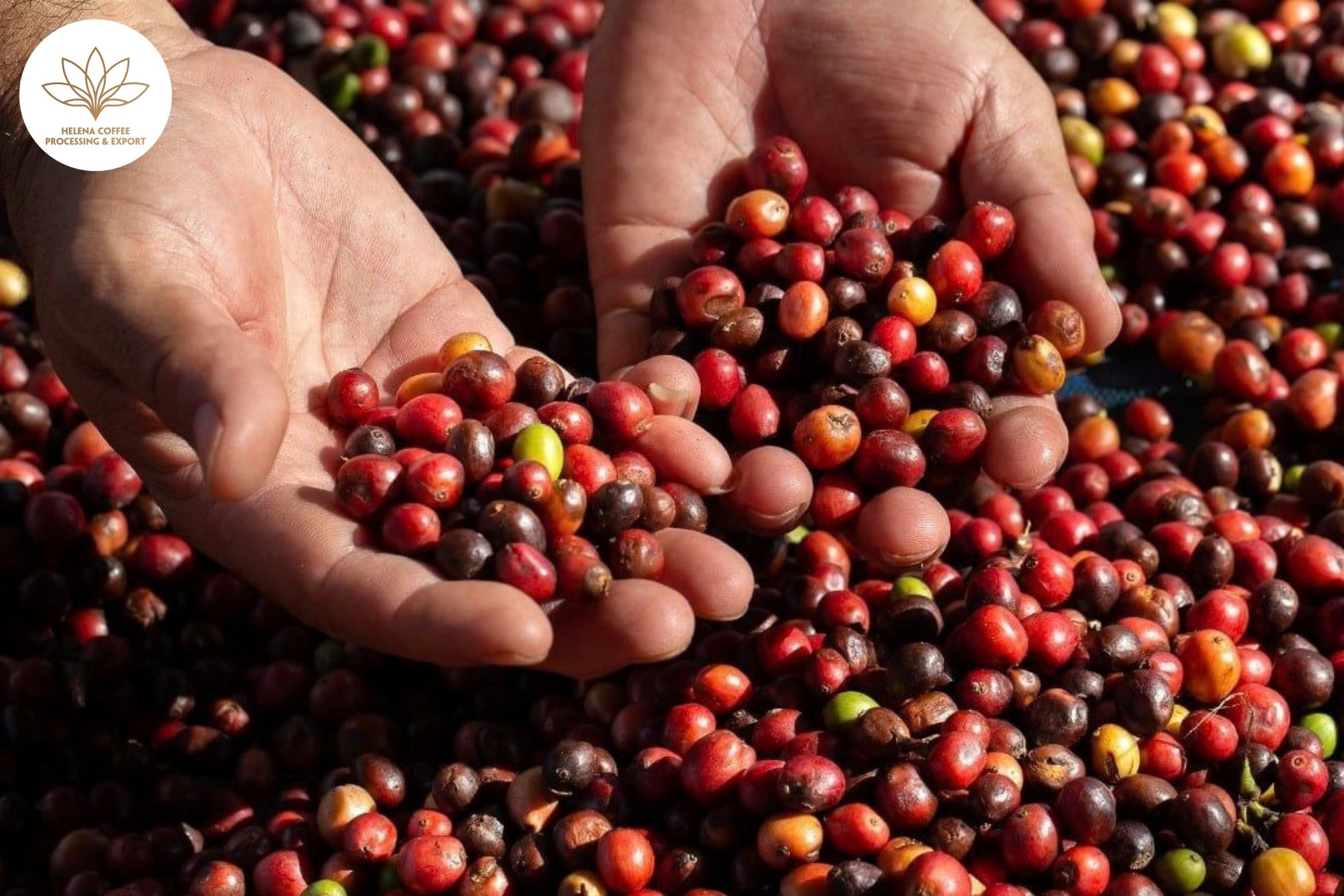 Lowland Coffee